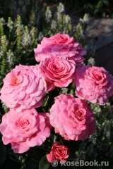 Tickled Pink Tickled Pink