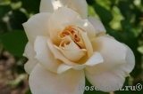 Lions Rose Lions Rose