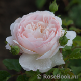 Crocus Rose® Crocus Rose®