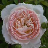 Crocus Rose® Crocus Rose®