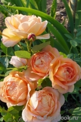 Lady of Shalott Lady of Shalott