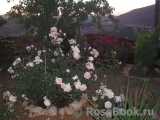 Abraham Darby Abraham Darby