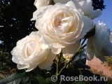 Uetersener Klosterrose Uetersener Klosterrose