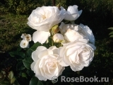 Uetersener Klosterrose Uetersener Klosterrose