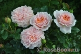 Garden of Roses Garden of Roses