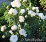 Lions Rose Lions Rose