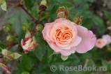 Augusta Luise Augusta Luise