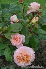 Augusta Luise Augusta Luise