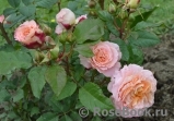 Augusta Luise Augusta Luise