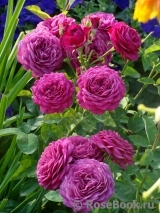 Heidi Klum Rose Heidi Klum Rose