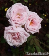 Blossomtime Blossomtime