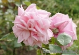 Blossomtime Blossomtime