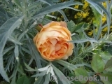 Lady of Shalott Lady of Shalott