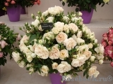 Lions Rose Lions Rose