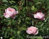 The Alnwick Rose The Alnwick Rose