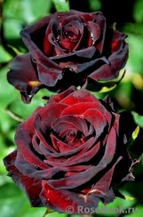 Black Baccara Black Baccara