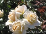 Lions Rose Lions Rose
