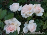 Chandos Beauty Chandos Beauty