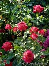 Midsummer Midsummer