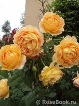 Golden Celebration® Golden Celebration®