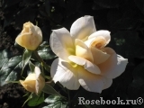 Lions Rose Lions Rose