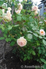 Crown Princess Margareta® Crown Princess Margareta®