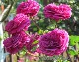 Falstaff® Falstaff®