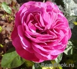 Heidi Klum Rose Heidi Klum Rose