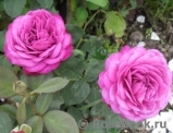Heidi Klum Rose Heidi Klum Rose