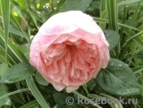 The Alnwick Rose The Alnwick Rose