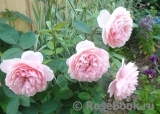 The Alnwick Rose The Alnwick Rose