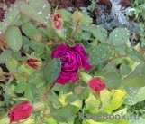 Heidi Klum Rose Heidi Klum Rose