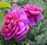 Princess Anne Princess Anne