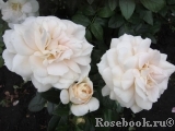 Lions Rose Lions Rose