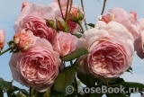 A Shropshire Lad A Shropshire Lad