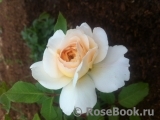 Crocus Rose® Crocus Rose®