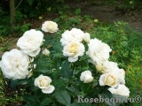 Lions Rose Lions Rose