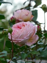 Abraham Darby Abraham Darby