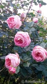 Abraham Darby Abraham Darby