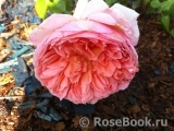 Abraham Darby Abraham Darby