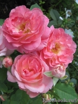 Comtesse de Provence®