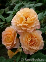 Augusta Luise Augusta Luise