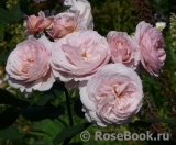 A Shropshire Lad A Shropshire Lad