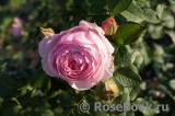 Gartentraume Gartentraume