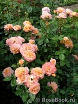 Augusta Luise Augusta Luise