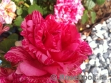 Pink Intuition Pink Intuition
