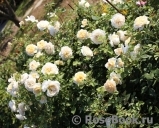 Crocus Rose® Crocus Rose®