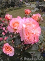 Augusta Luise Augusta Luise