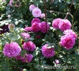 Princess Anne Princess Anne