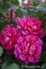 Princess Anne Princess Anne
